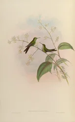 Sporadinus riccordii = Chlorostilbon riccordii
